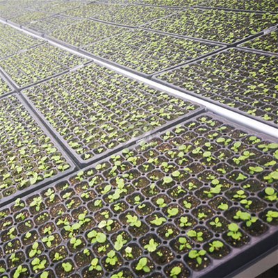 seed starting kit with separate tray with plug popper